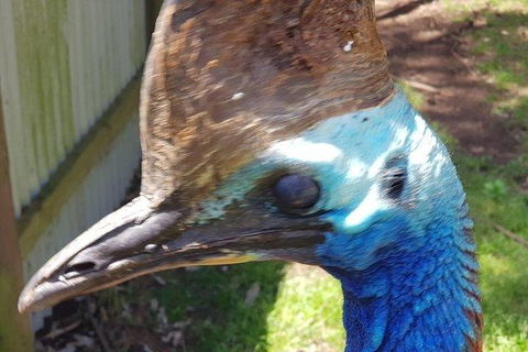 Phillip Island Penguin And Wildlife Tour - Perths Hotel 19