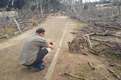 Phillip Island Penguin And Wildlife Tour - Perths Hotel 30