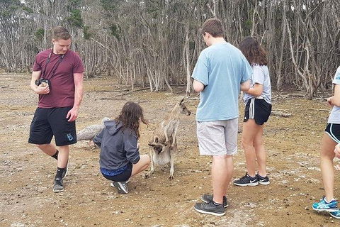 Phillip Island Penguin And Wildlife Tour - Perths Hotel 3