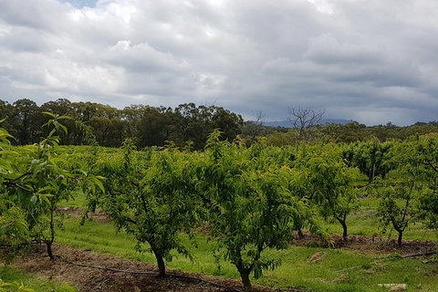 Day Tour Of Yarra Valley Puffing Billy And Rayners Orchard - Perths Hotel 42