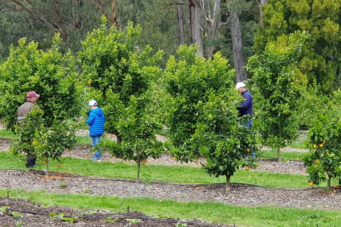 Day Tour Of Yarra Valley Puffing Billy And Rayners Orchard - Perths Hotel 1