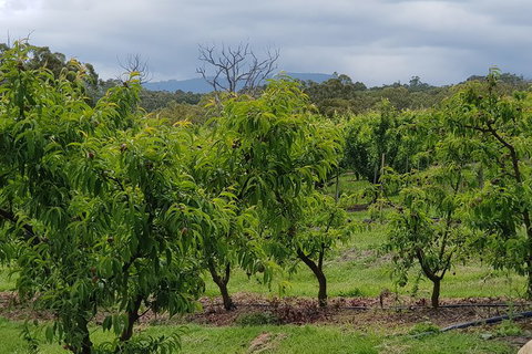 Day Tour Of Yarra Valley Puffing Billy And Rayners Orchard - Perths Hotel 41