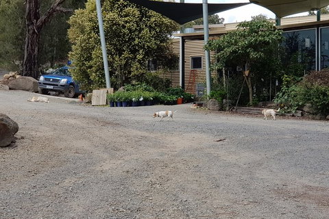 Day Tour Of Yarra Valley Puffing Billy And Rayners Orchard - Perths Hotel 26