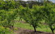 Day Tour Of Yarra Valley Puffing Billy And Rayners Orchard - thumb 49