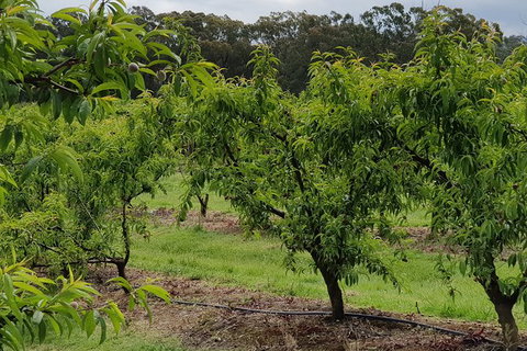 Day Tour Of Yarra Valley Puffing Billy And Rayners Orchard - Perths Hotel 49