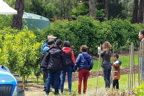 Day Tour Of Yarra Valley Puffing Billy And Rayners Orchard - Perths Hotel 16