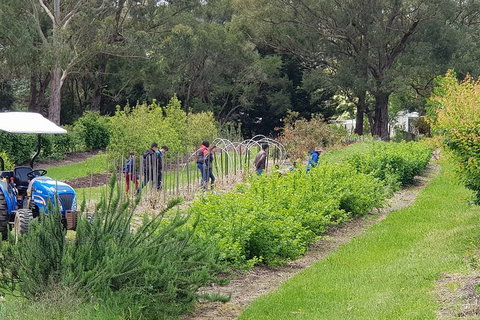 Day Tour Of Yarra Valley Puffing Billy And Rayners Orchard - Perths Hotel 29
