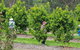 Day Tour Of Yarra Valley Puffing Billy And Rayners Orchard - thumb 34