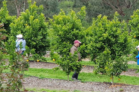Day Tour Of Yarra Valley Puffing Billy And Rayners Orchard - Perths Hotel 34