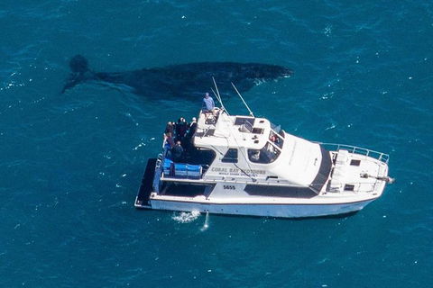 Humpback Whale Safari - Perths Hotel 2