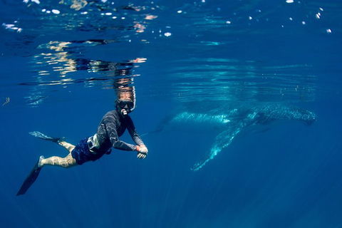 Humpback Whale Safari - Perths Hotel 1