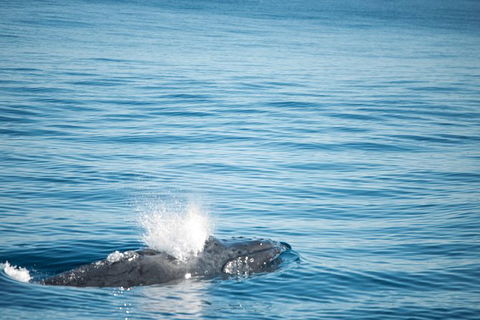 Humpback Whale Safari - Perths Hotel 4