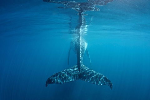 Humpback Whale Safari - Perths Hotel 5
