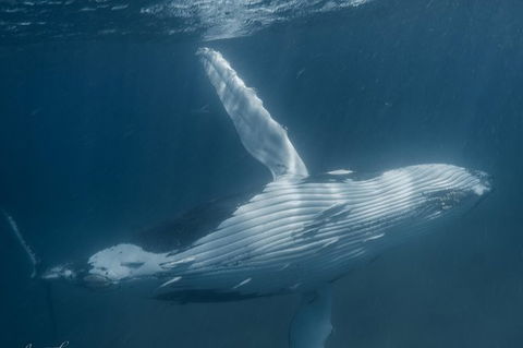 Humpback Whale Safari - Perths Hotel 0