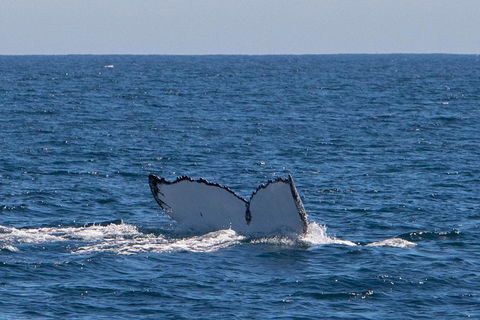 Humpback Whale Safari - Perths Hotel 3