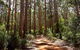 Explore Margaret Rivers\' National Parks On A Guided Cape To Cape Track Walk - thumb 5
