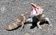 Explore Margaret Rivers\' National Parks On A Guided Cape To Cape Track Walk - thumb 6