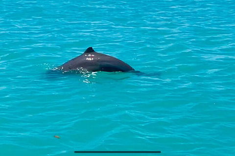 Scenic And Prehistoric Boat Tour - Perths Hotel 23