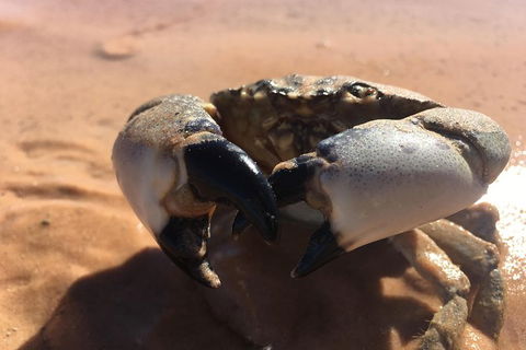 Scenic And Prehistoric Boat Tour - Perths Hotel 14