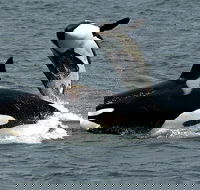 Bremer Canyon Orca Experience - Perths Hotel