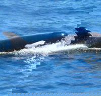 Full-Day Killer Whale Expedition from Albany - Perths Hotel