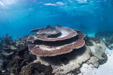 Whale Shark Adventure Tour - Perths Hotel 7