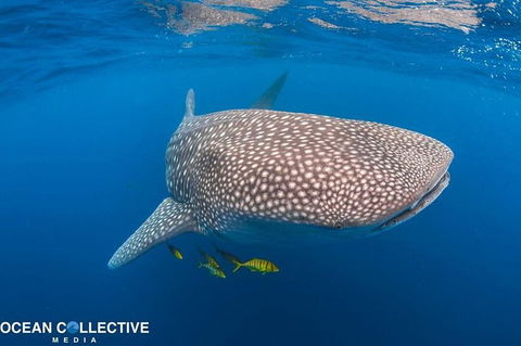 Whale Shark Adventure Tour - Perths Hotel 11