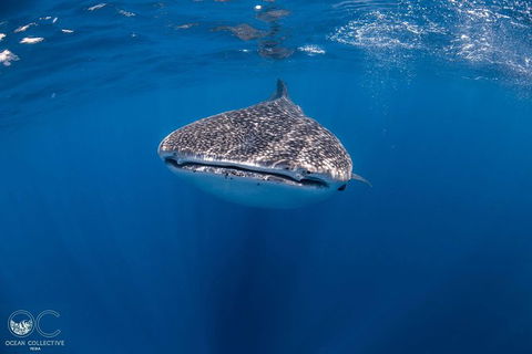 Whale Shark Adventure Tour - Perths Hotel 1