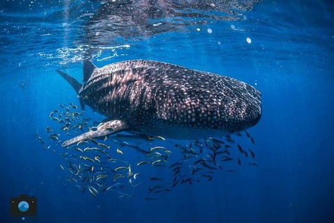 Whale Shark Adventure Tour - Perths Hotel 2