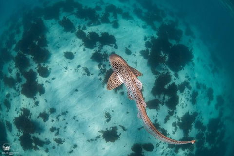 Whale Shark Adventure Tour - Perths Hotel 3