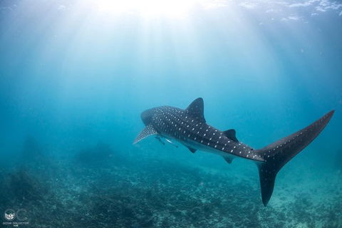 Whale Shark Adventure Tour - Perths Hotel 9