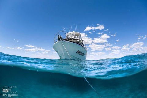 Whale Shark Adventure Tour - Perths Hotel 10