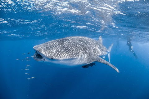 Whale Shark Adventure Tour - Perths Hotel 0