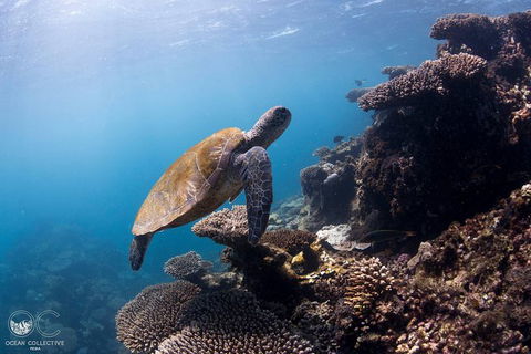 Whale Shark Adventure Tour - Perths Hotel 4