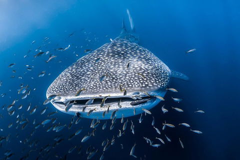 Whale Shark Adventure Tour - Perths Hotel 8