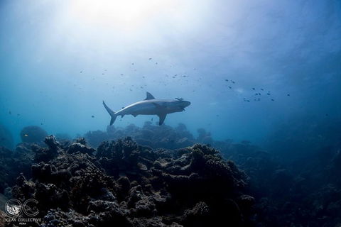 Whale Shark Adventure Tour - Perths Hotel 6