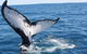Guided Whale Watching Boat Tour At Kalbarri - thumb 7