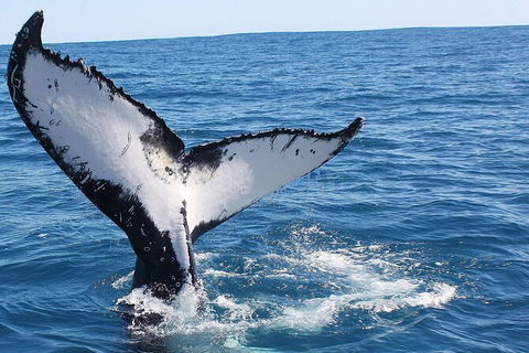 Guided Whale Watching Boat Tour At Kalbarri - Perths Hotel 7