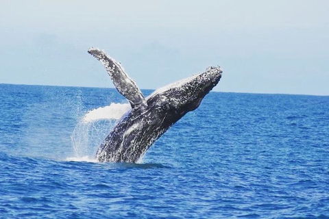Guided Whale Watching Boat Tour At Kalbarri - Perths Hotel 0