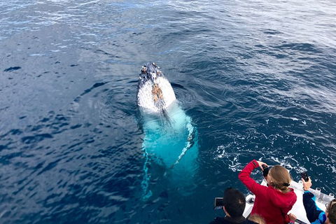 Guided Whale Watching Boat Tour At Kalbarri - Perths Hotel 2