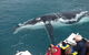 Guided Whale Watching Boat Tour At Kalbarri - thumb 1