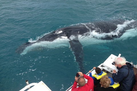 Guided Whale Watching Boat Tour At Kalbarri - Perths Hotel 1