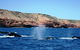 Guided Whale Watching Boat Tour At Kalbarri - thumb 5
