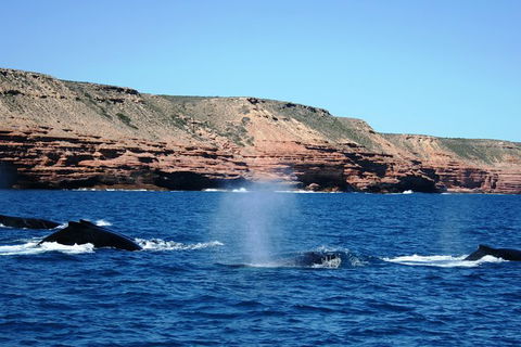 Guided Whale Watching Boat Tour At Kalbarri - Perths Hotel 5