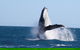 Guided Whale Watching Boat Tour At Kalbarri - thumb 6