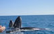 Guided Whale Watching Boat Tour At Kalbarri - thumb 4