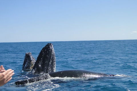 Guided Whale Watching Boat Tour At Kalbarri - Perths Hotel 4