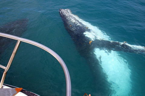 Guided Whale Watching Boat Tour At Kalbarri - Perths Hotel 3