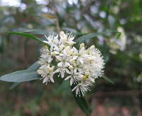 Booderee National Park - Perths Hotel 0