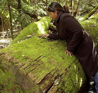Washpool National Park - Washpool Walk - Perths Hotel
